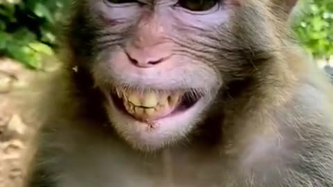 Amusing Monkey's Infectious Laughter 🐒😂