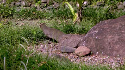 Mongoose introduction in Fiji goes horribly wrong