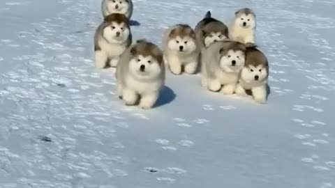 Cute huskys running race
