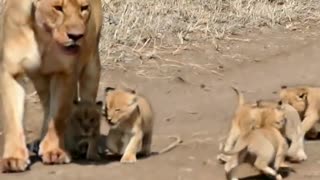 Cute baby lion 2 #Lioncubs #Littlelion #baby #mom