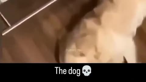 Funny dog reaction