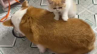 Cat Massages Hungry Corgi