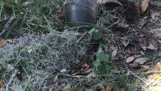 Armadillo in Sawgrass Lake Park can see head