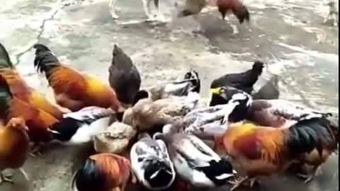 Chicken VS Dog Fight - Funny puppy and chicken fight