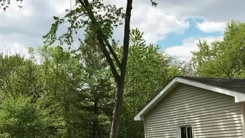 Tree remove in tight area