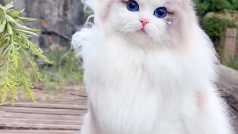 Beautiful queen cat 🐈