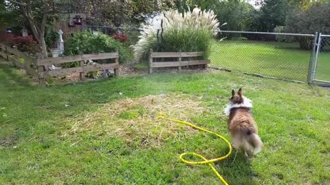The dog gets excited over the Sprinkler