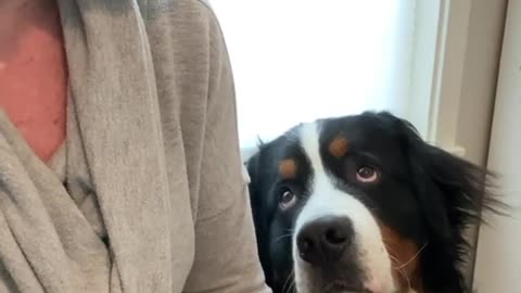 Dog asking for a satisfying cute HUG