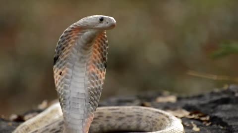 Terrible, the world's largest and most venomous snake - king Cobra