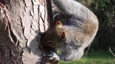 cute little squirrel ❤