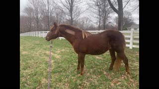 Iowa mare and Roan auction surprise
