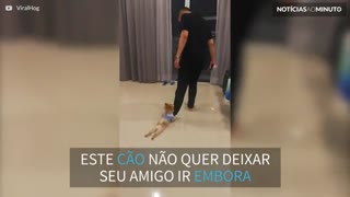 Este cão não quer desgrudar do seu novo amigo