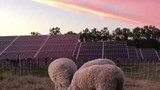 Solar Farming
