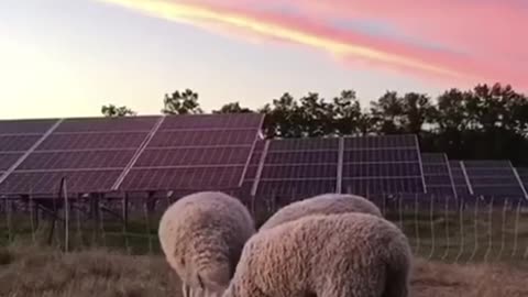 Solar Farming