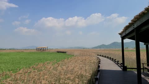 Reeds in Suncheon Bay, Korea