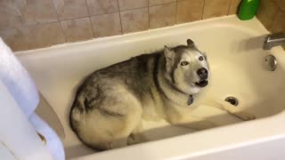 Husky tantrum I DONT want a Bath!!!