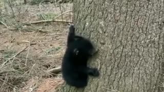 Baby black Bear Growling