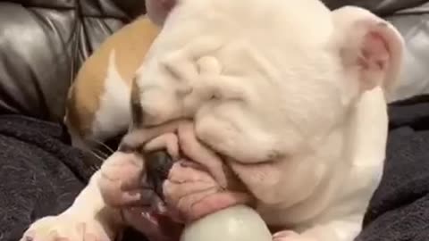 Bulldog Makes Silly Faces While Chewing on Toy