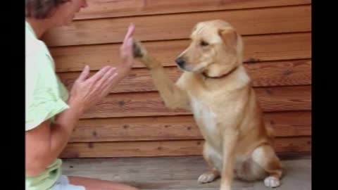 Woman Plays Complex Game Of Patty-Cake With High-Fiving Dog