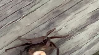 Crab Eats Cheerio