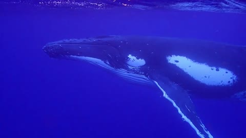 Swimming with humpback whales