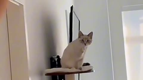 Cute cate 😹 ketz video funny video😍🤣🤩😅😹