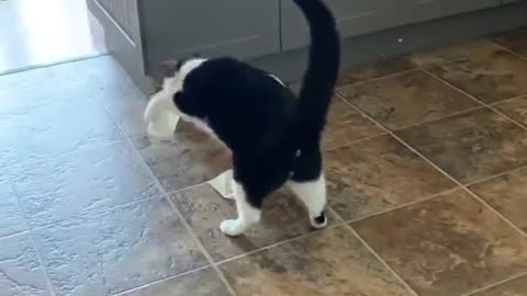 Funny cats videos funniest cat videos