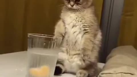 Cat playing with water and glass