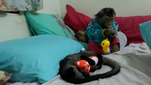 Monkey and weasel get ready for bedtime