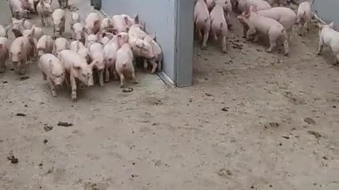 Cute piglets walking