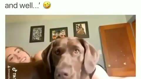 Dog throws tantrum when owner invades her personal space