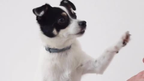 How to teach a dog to give paw