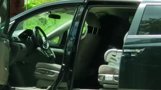 Bear Opens up Car Doors like a Boss