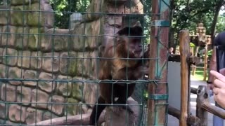 Monkey Cell Phone Thief