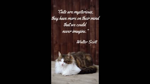 Cat Quote That Are Too Purrfect For Words