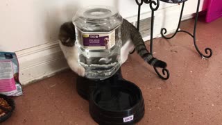 Cat playing with water