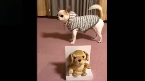 Cute And Funny Pets