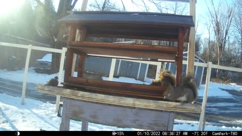 Squirrels have taken over. Which is fine, since the food is for everyone