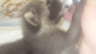 Raccoon bottle feed