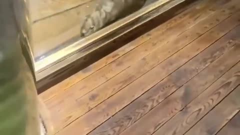 Cute otters feeding