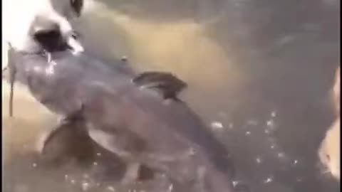 Amazing Dog Catching a Catfish