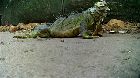 Iguana having a snack