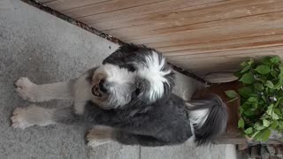 Sullivan the Sheepadoodle in the yard