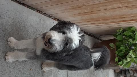 Sullivan the Sheepadoodle in the yard