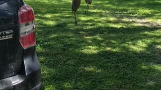 Feeding the dinosaur cranes