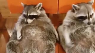 food competition between 2 raccoons