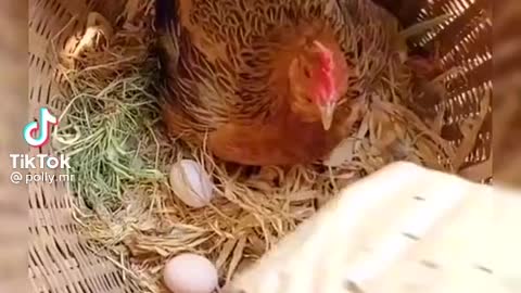 Chicken egg 🥚 layer