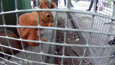 The squirrel eats at a rate of 120 frames per second GoPro