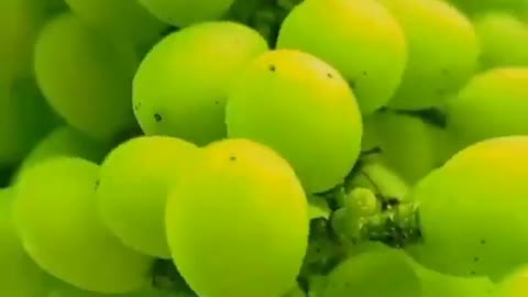 Hidroponik-Modern grapes