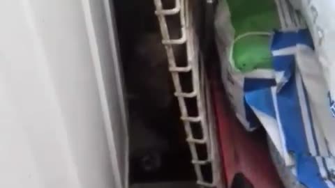 Cat is climbing the ladder